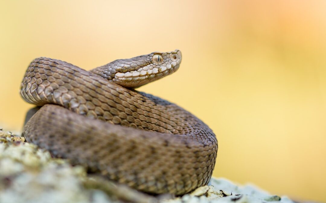 Vaaralliset ja vihamieliset eläimet Espanjassa